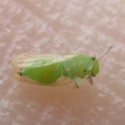 Acizzia jamatonica